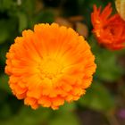 Orangene Blume