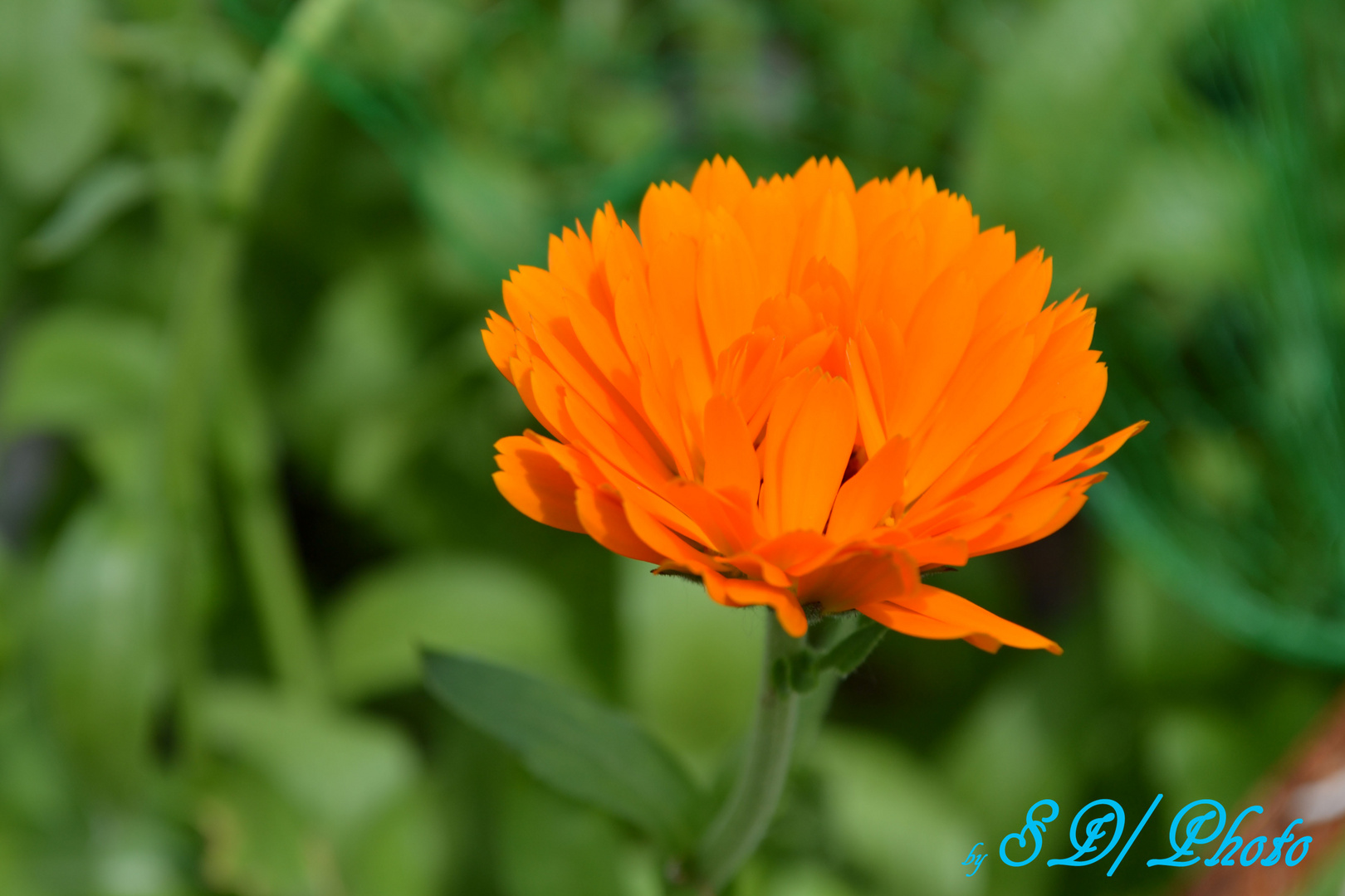 Orangene Blume