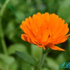 Orangene Blume