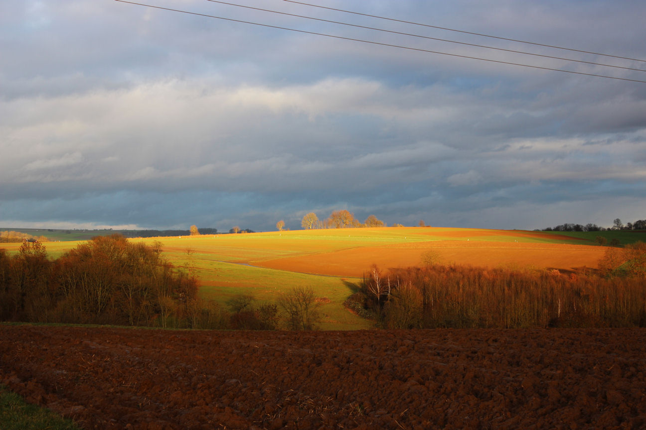 Orangene Feld.