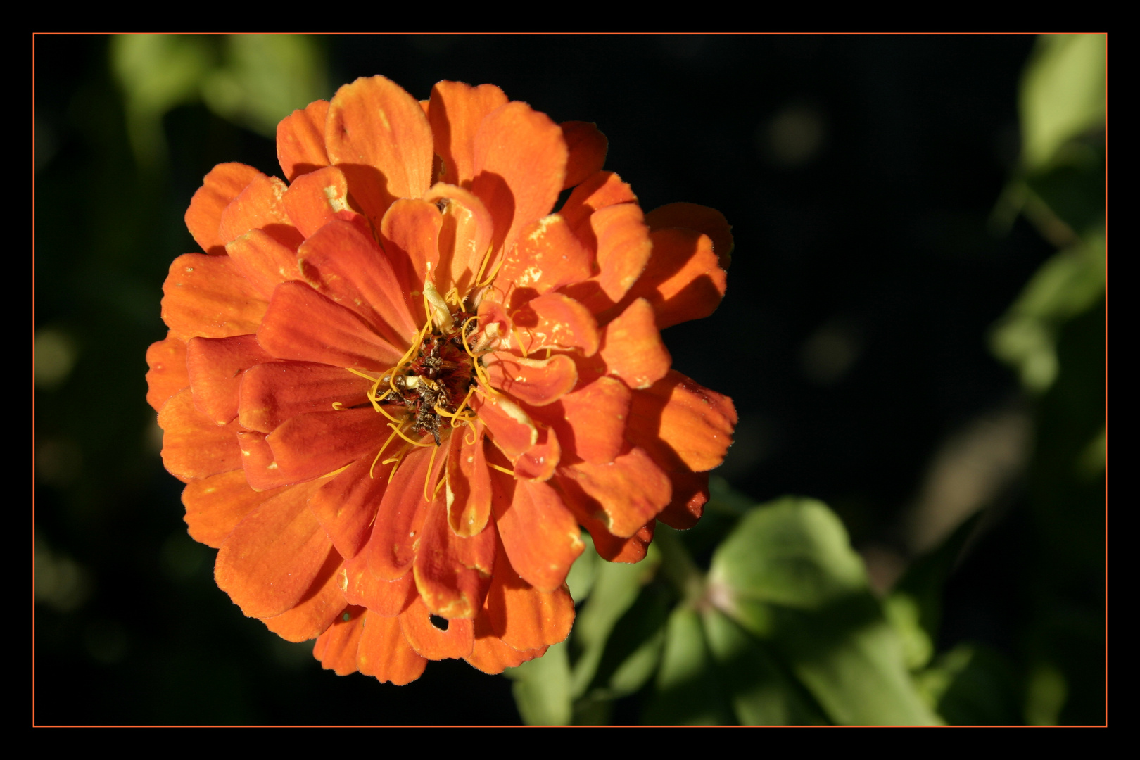 Orangene Gartenzinnie