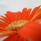 orangene Gerbera mit Wassertropfen