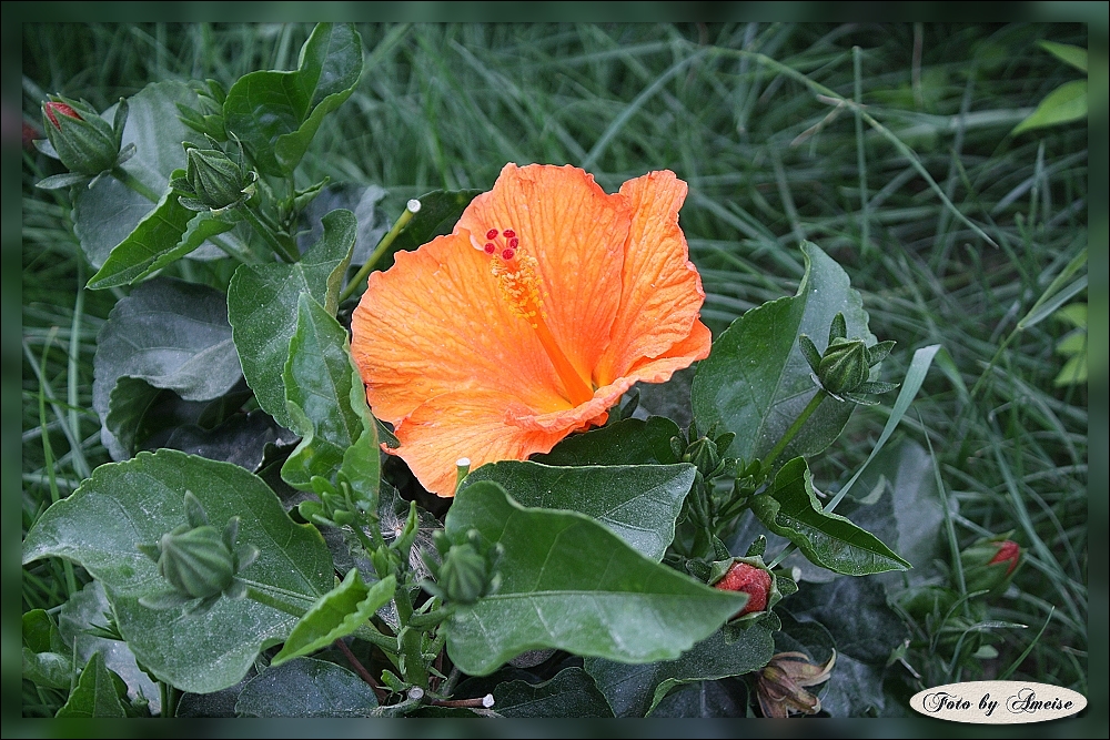 Orangene Hibiskusblüte