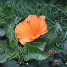 Orangene Hibiskusblüte