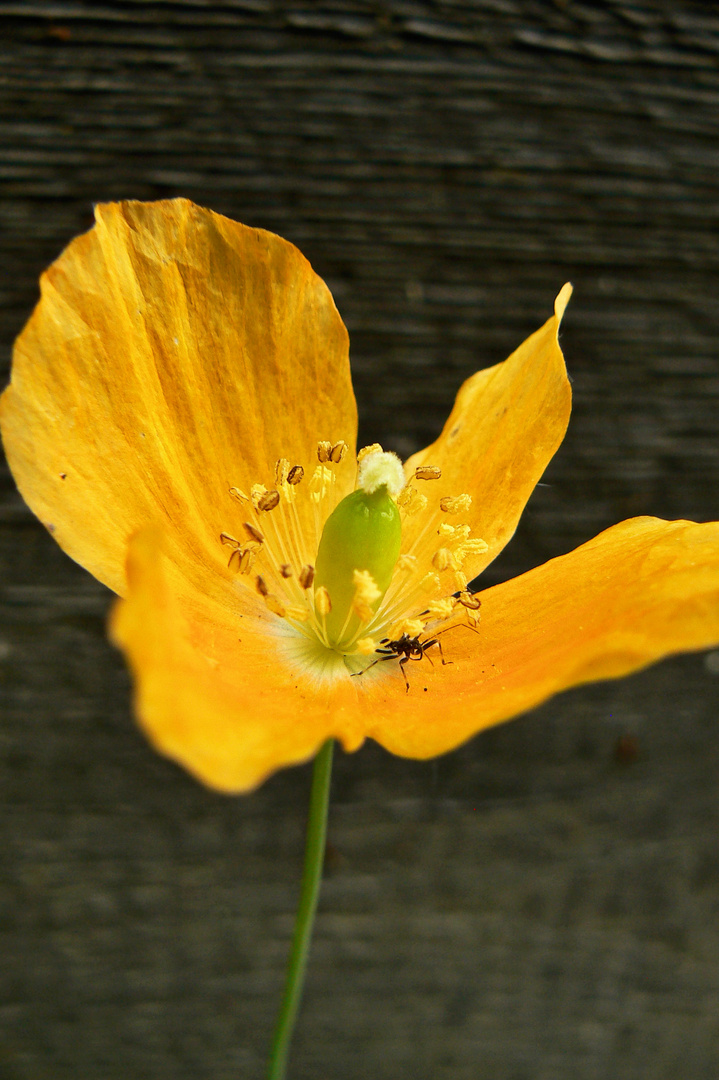 orangene Mohnblume