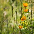 Orangene Mohnblumen in einer Wiese