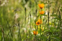 Orangene Mohnblumen in einer Wiese