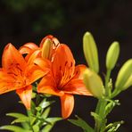 Orangene Pracht