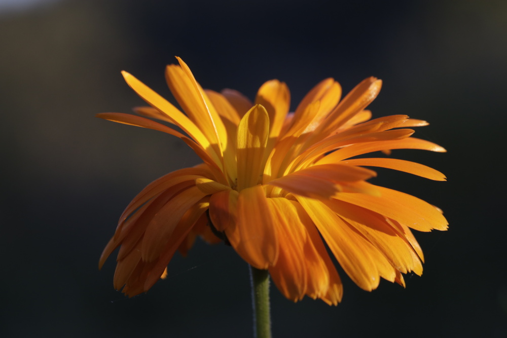 Orangene Ringelblume am Abend