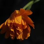 Orangene Ringelbume im Garten