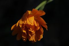 Orangene Ringelbume im Garten