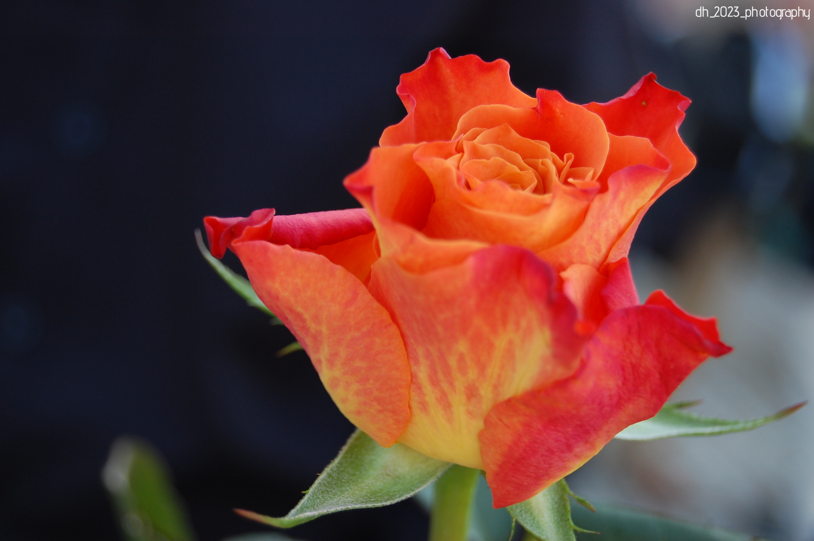 orangene Rose