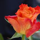 orangene Rose