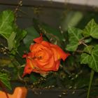 Orangene Rose