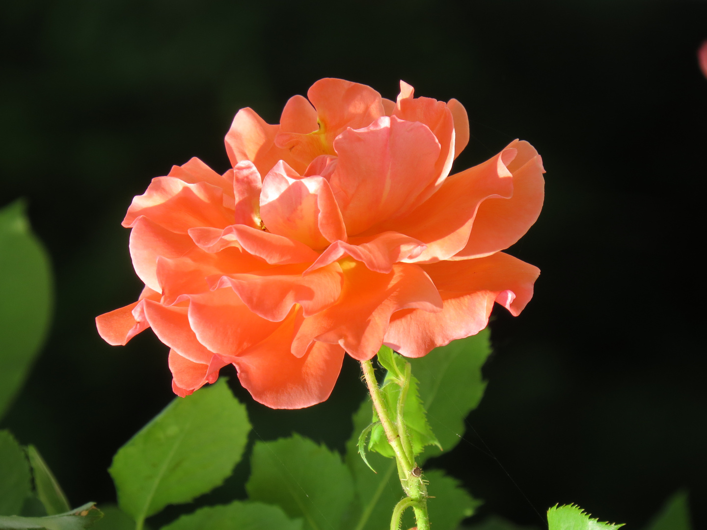 Orangene Rose