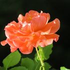 Orangene Rose