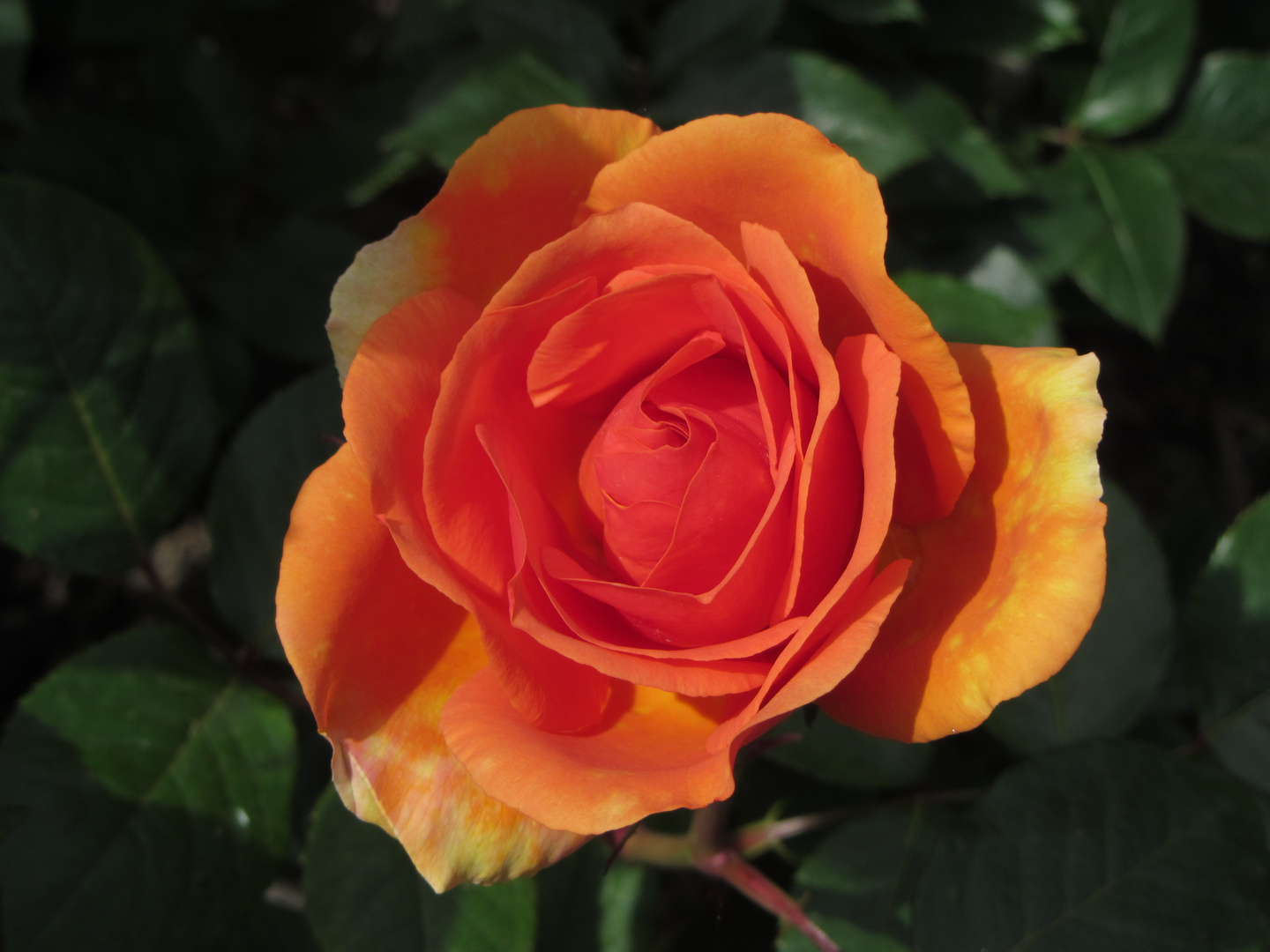 Orangene Rose