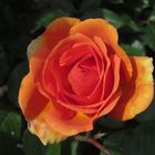 Orangene Rose