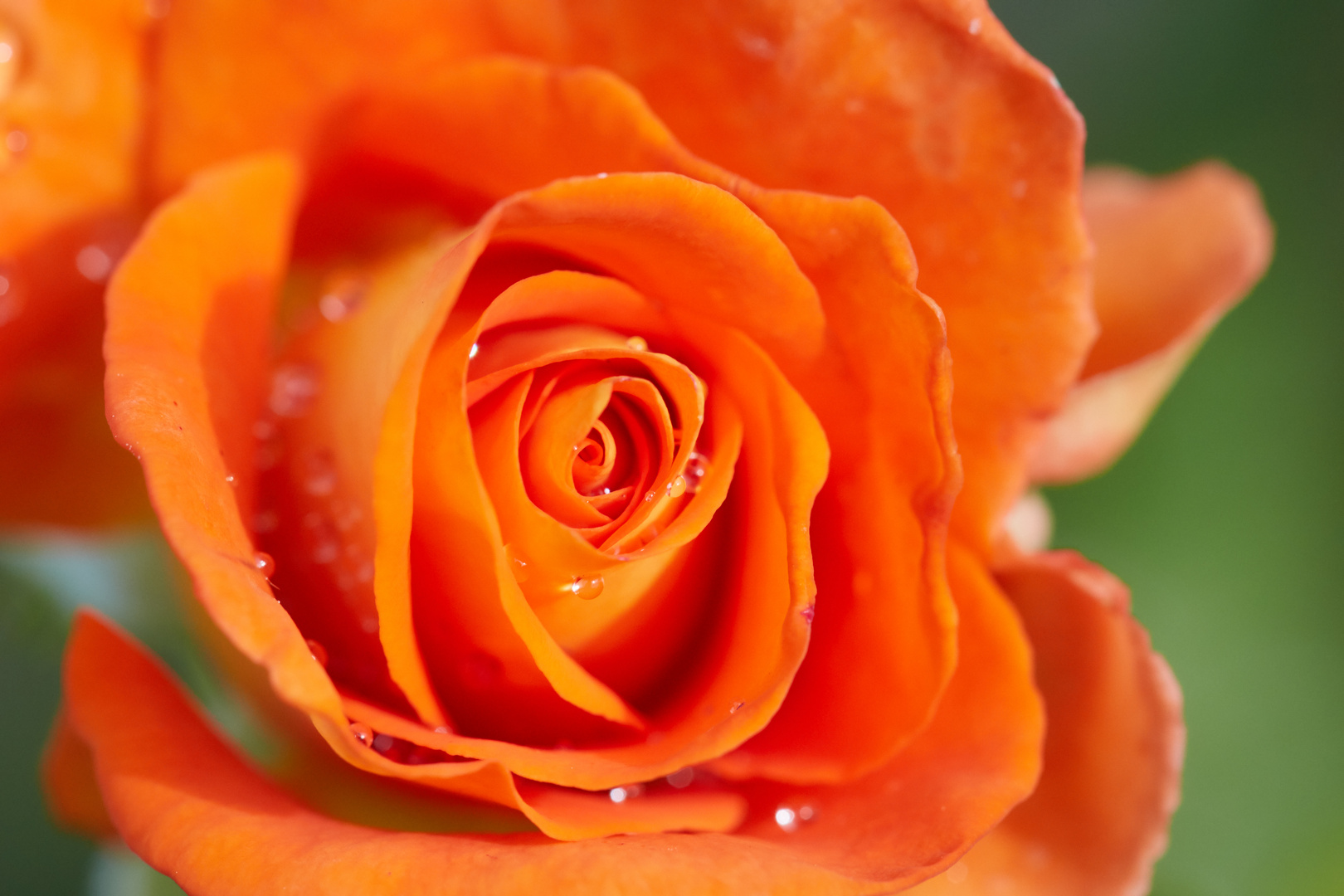 Orangene Rose