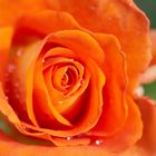 Orangene Rose