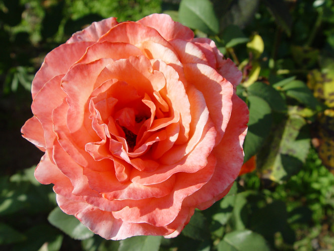 orangene Rose