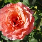 orangene Rose