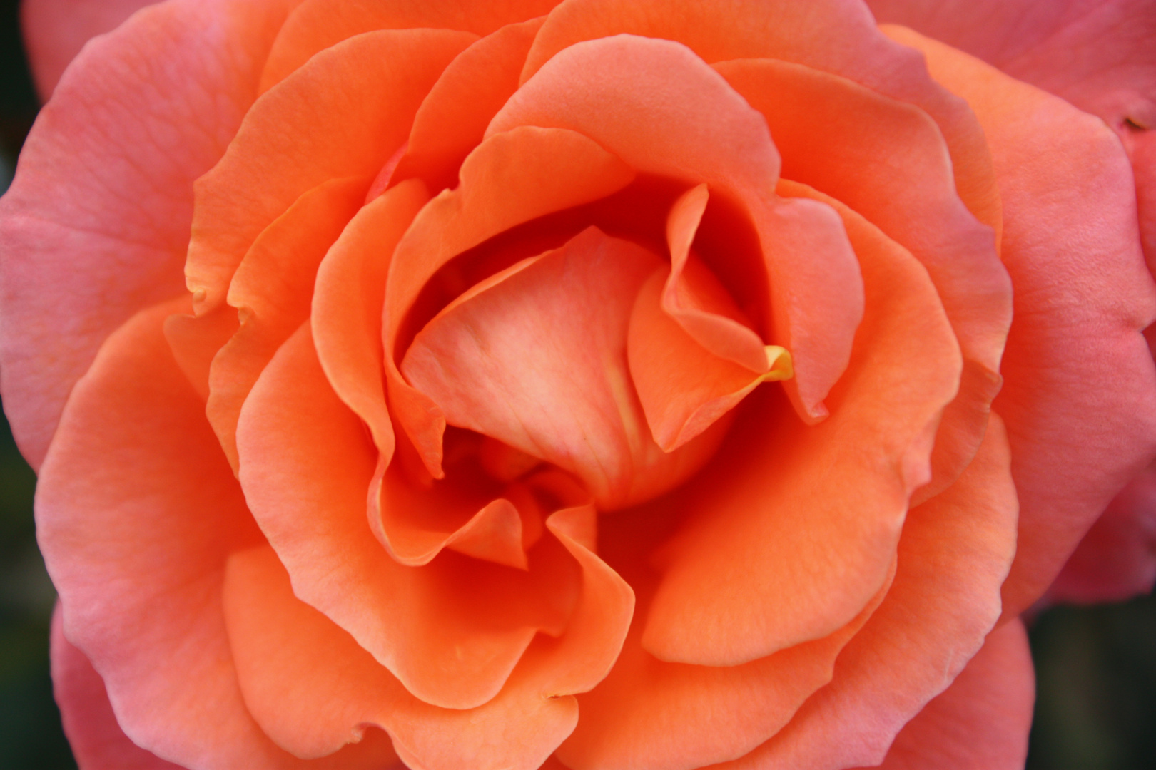orangene Rose