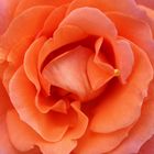 orangene Rose