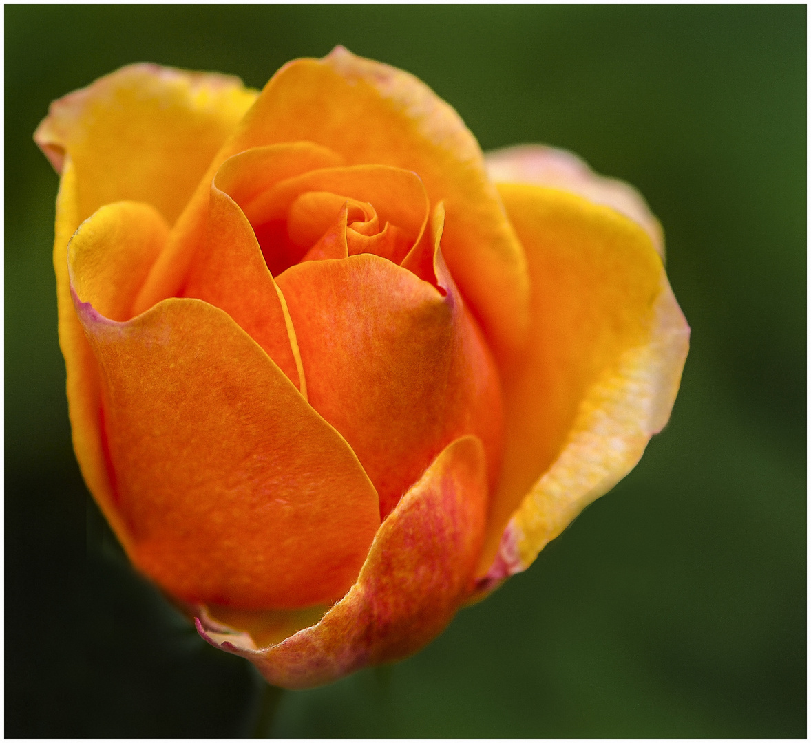 Orangene Rose