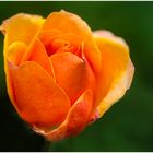 Orangene Rose