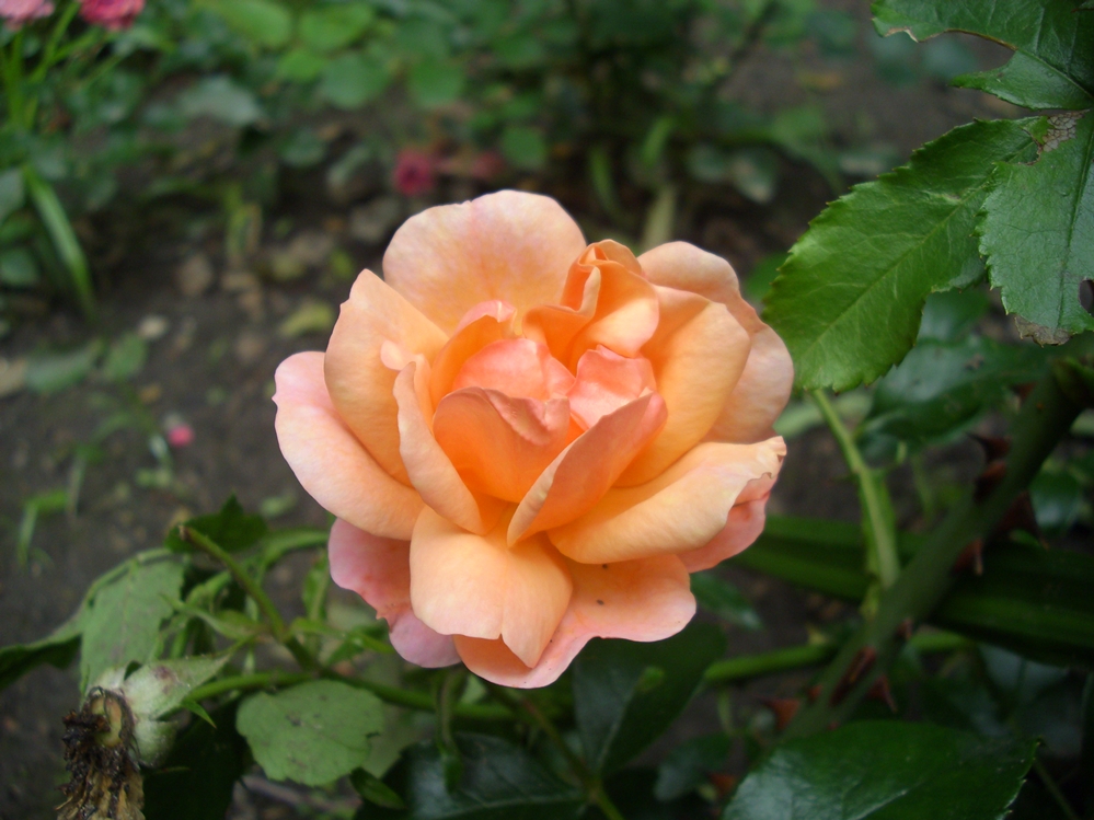 Orangene Rose im Schlosspark