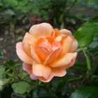 Orangene Rose im Schlosspark