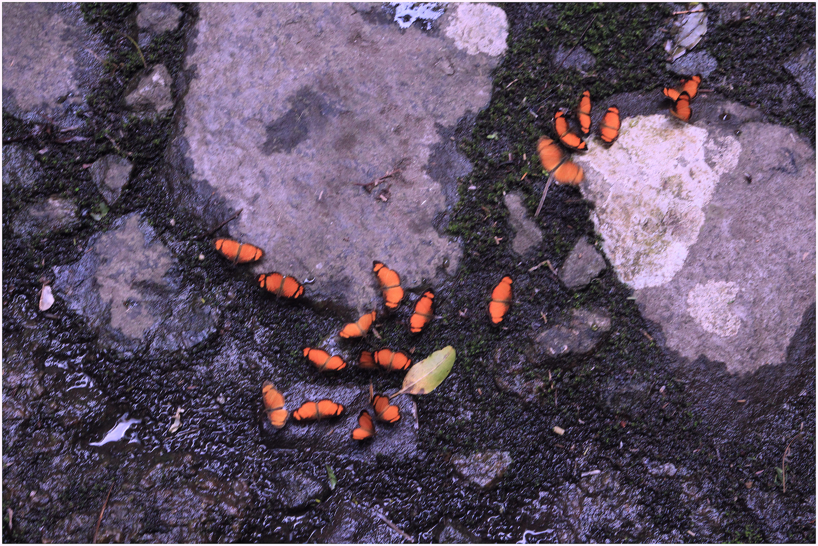  orangene Schmetterlinge 