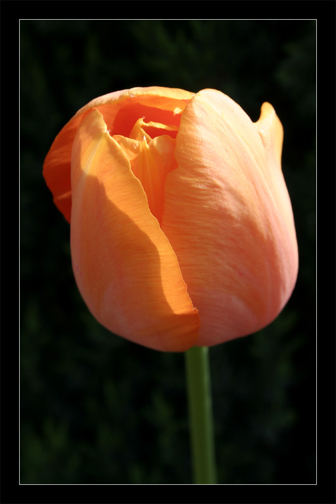 Orangene Tulpe