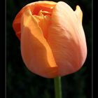 Orangene Tulpe