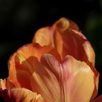 Orangene Tulpe am Abend