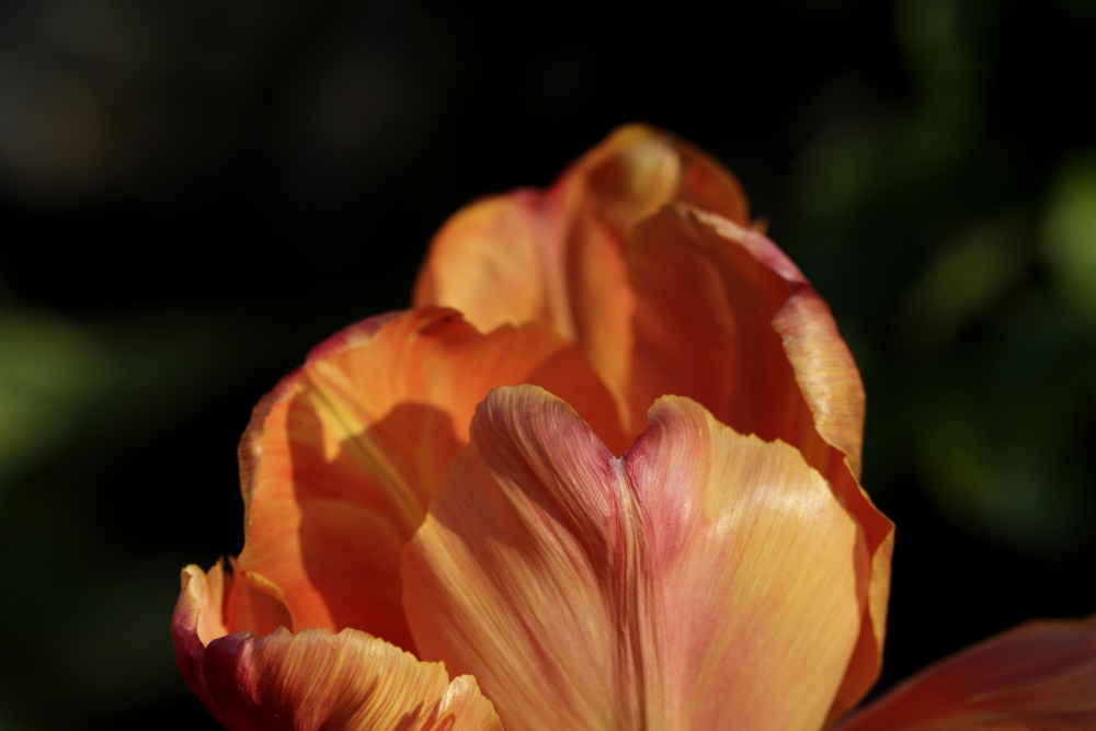 Orangene Tulpe am Abend