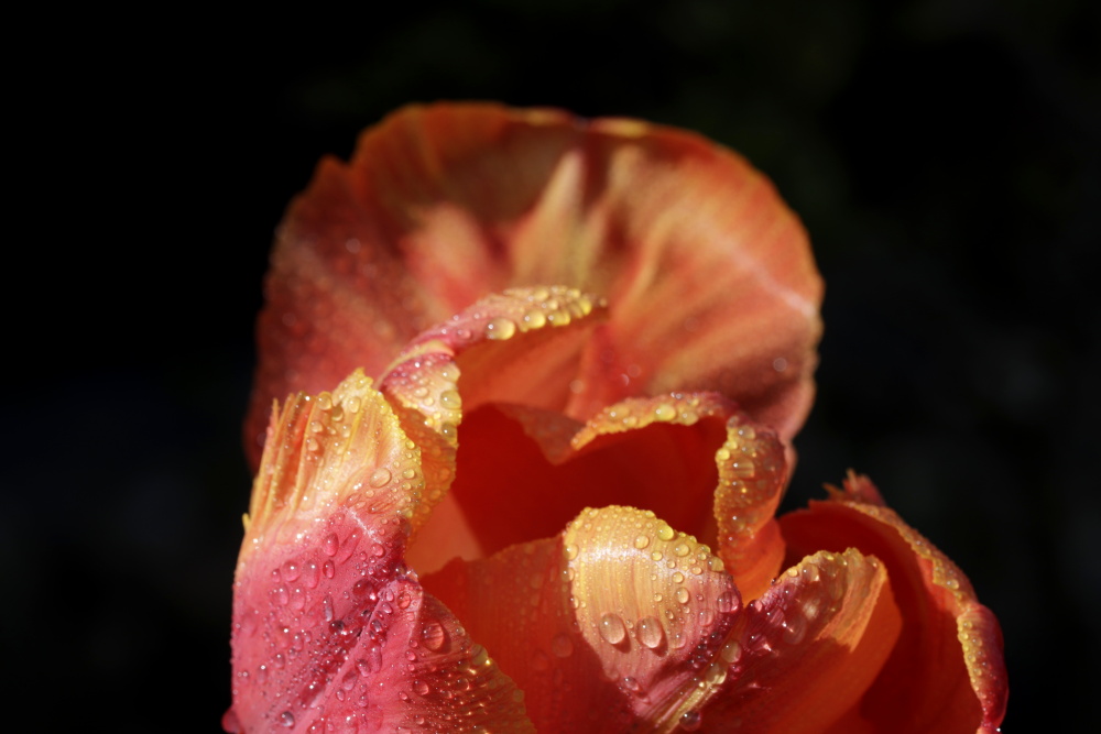 Orangene Tulpe mit Regentropfen