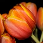 Orangene Tulpen