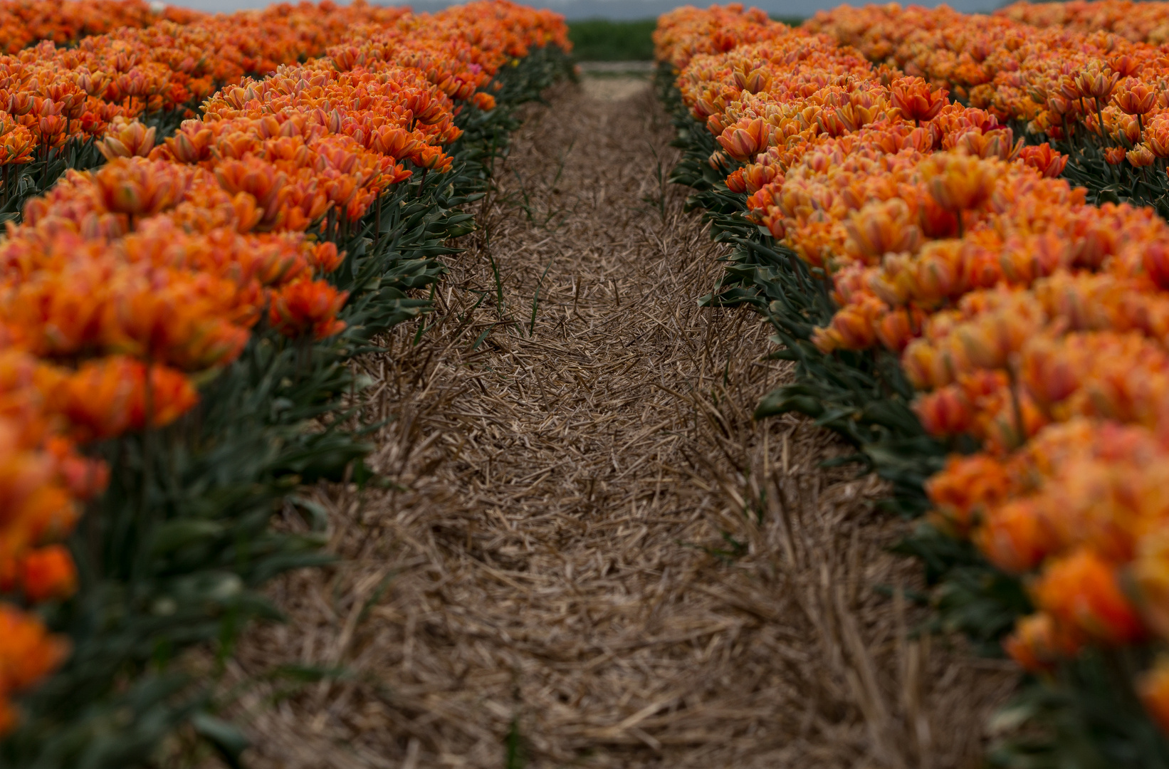 Orangene Tulpen