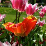 Orangene und Pinke Tulpen