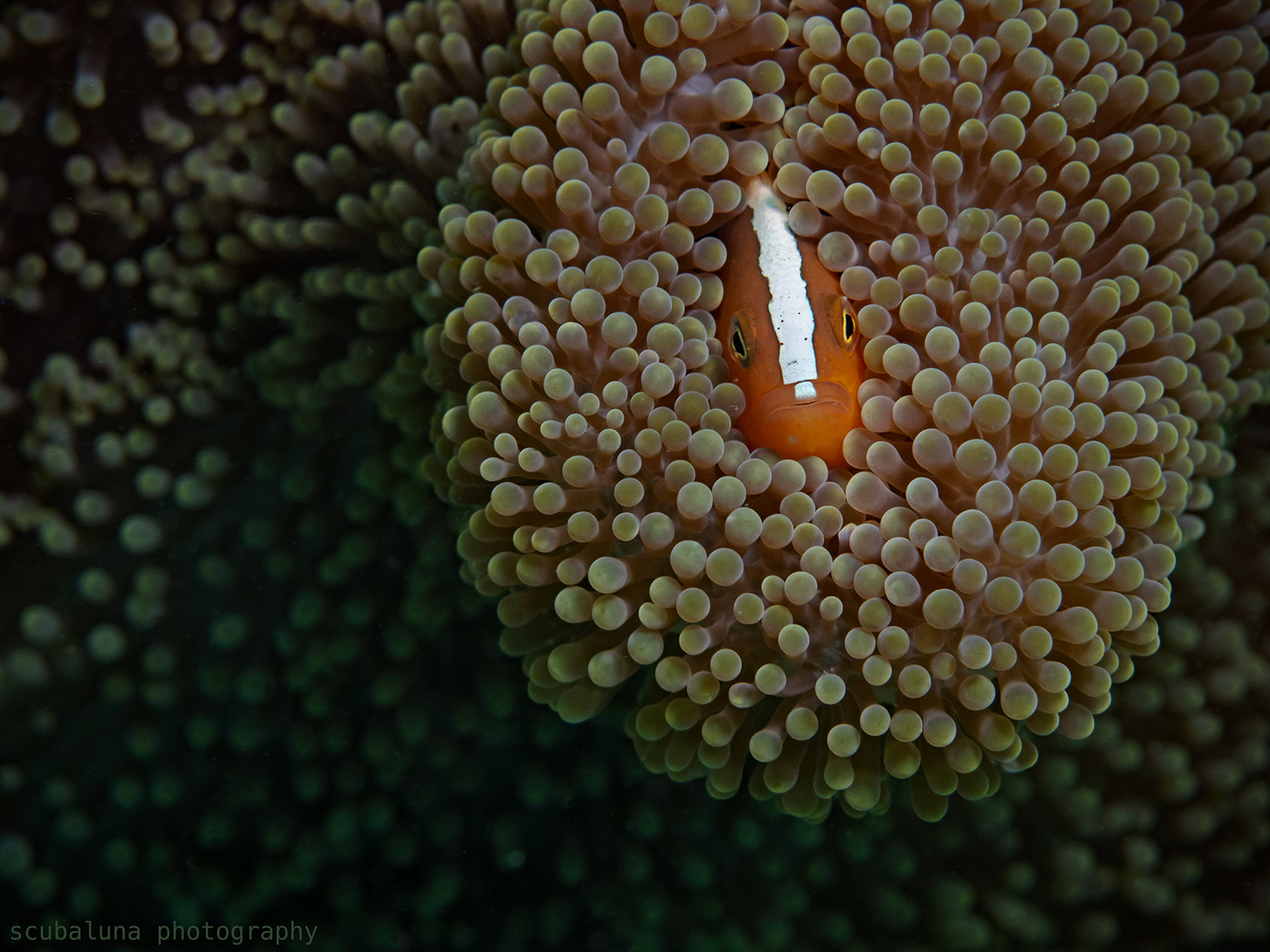 Orangener Anemonenfisch 