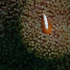 Orangener Anemonenfisch 