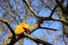 Orangener Farbklecks im Winterwald