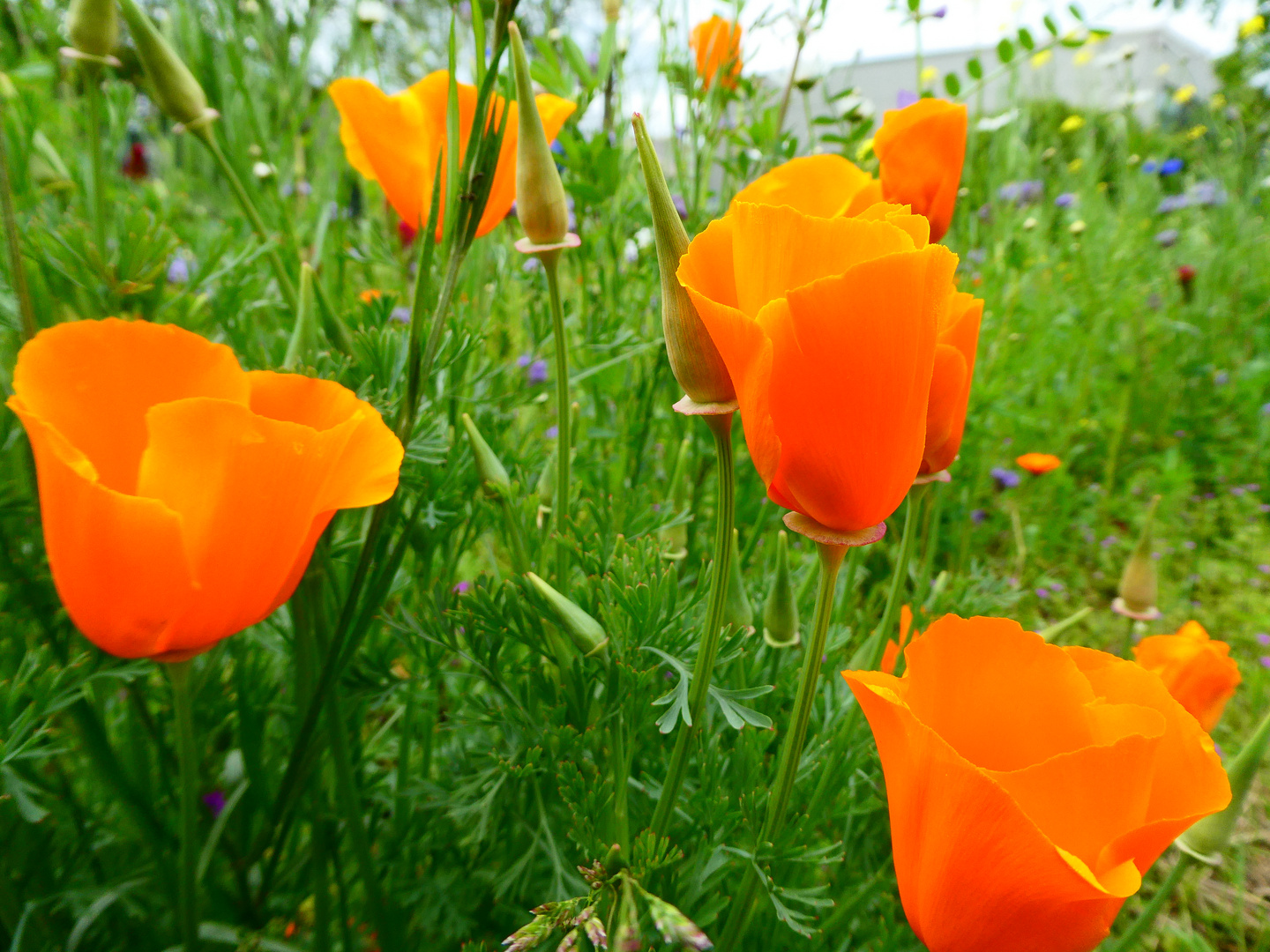 Orangener Mohn