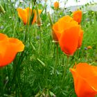 Orangener Mohn