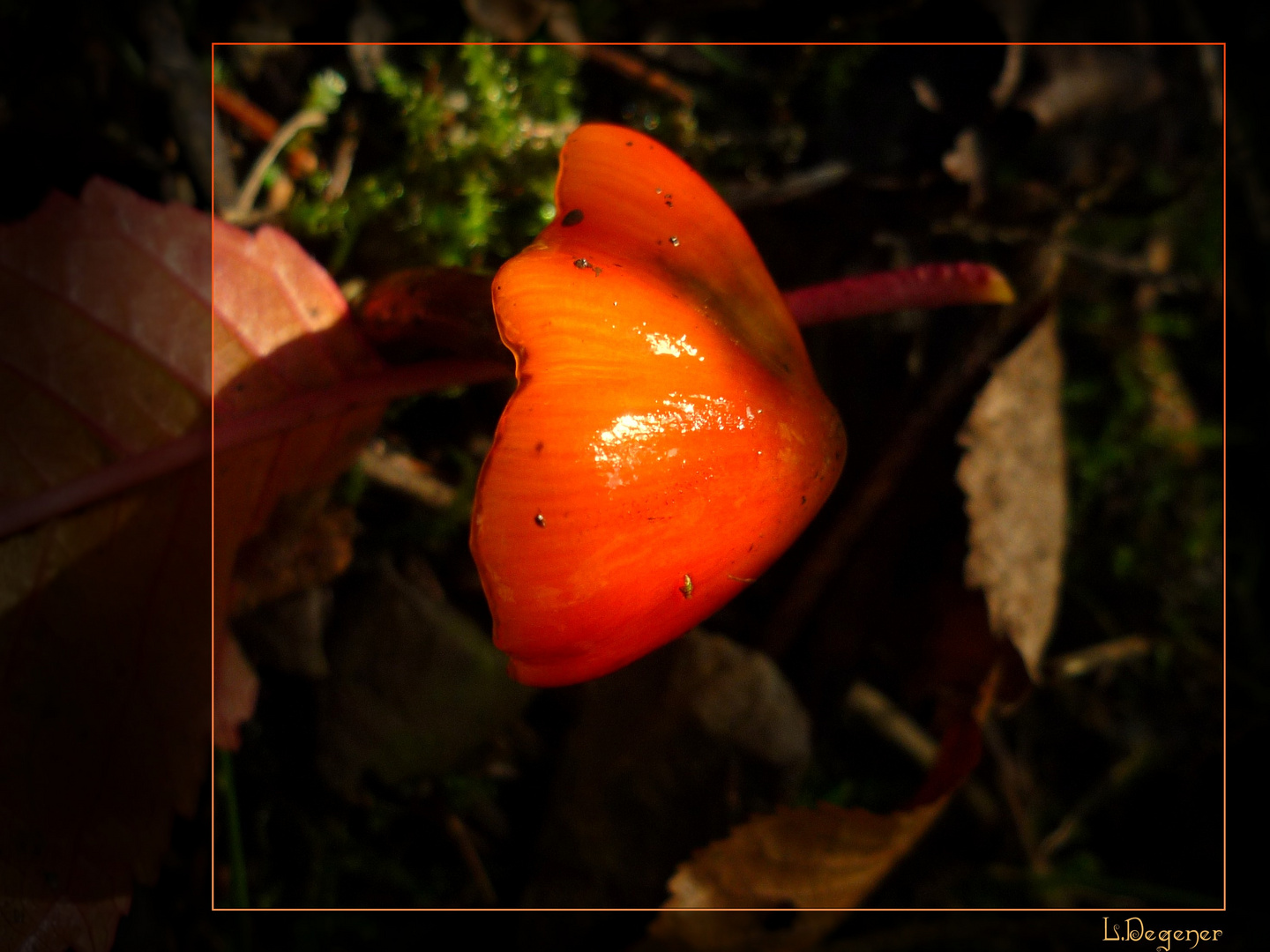 orangener Pilz