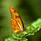 Orangener Schmetterling