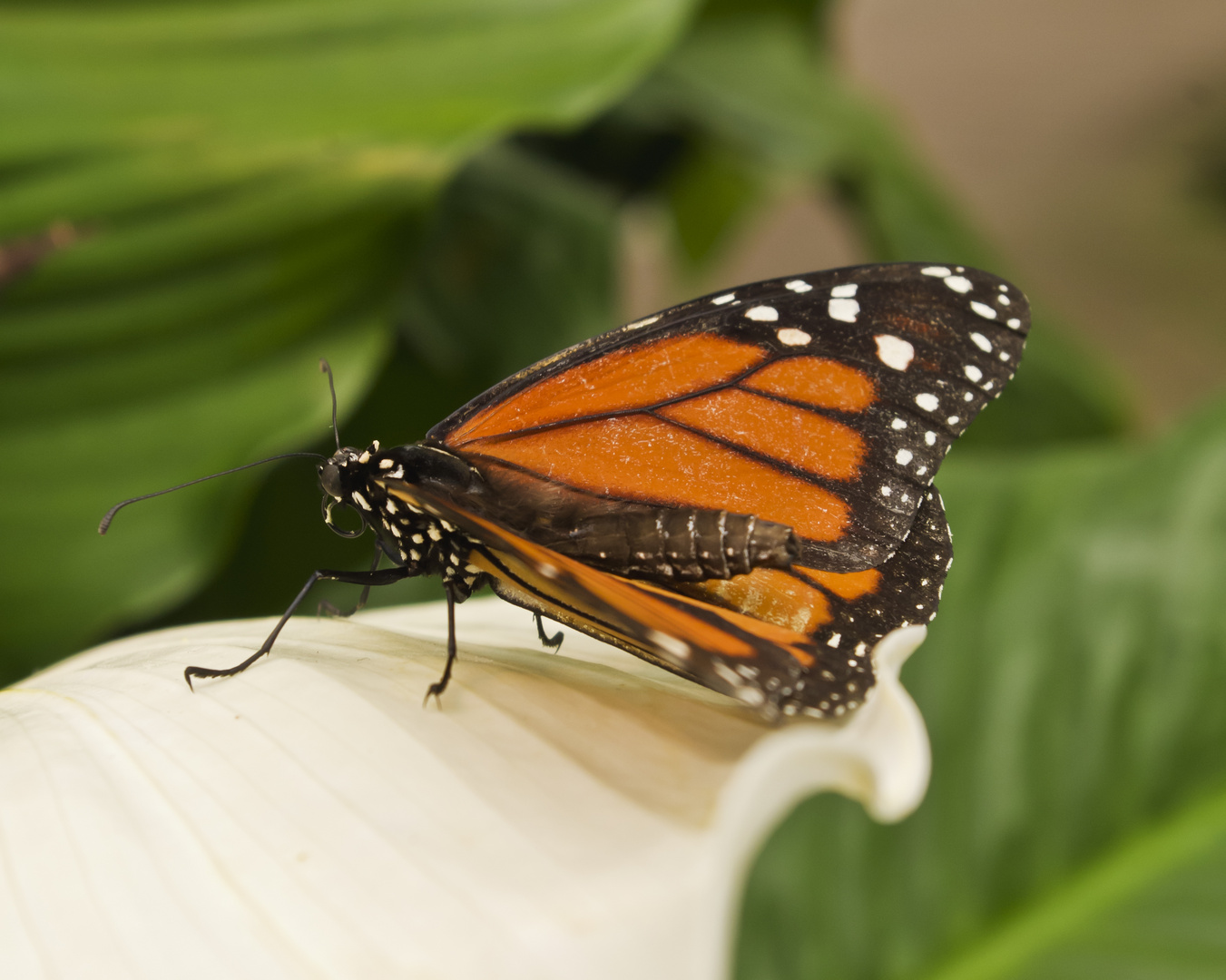 Orangener Schmetterling