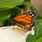 Orangener Schmetterling